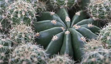 Zum Vergrößern klicken Bildvorschau