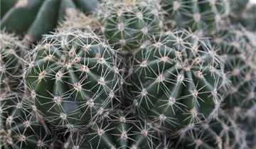 Zum Vergrößern klicken Bildvorschau