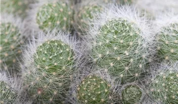 Zum Vergrößern klicken Bildvorschau