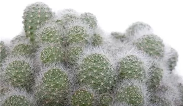 Zum Vergrößern klicken Bildvorschau