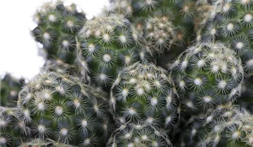 Zum Vergrößern klicken Bildvorschau