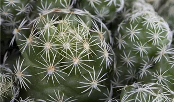 Zum Vergrößern klicken Bildvorschau