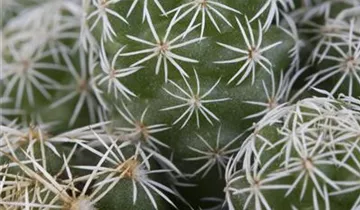 Zum Vergrößern klicken Bildvorschau