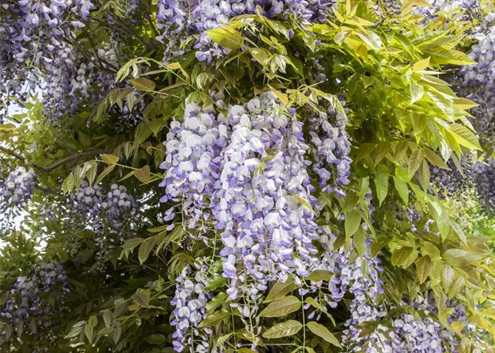 Regelmäßiger Rückschnitt für Blauregen