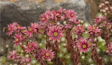 Zum Vergrößern klicken Bildvorschau