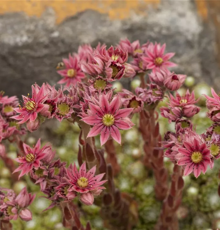 Spinnwebige Steinrose Spinnwebige Steinrose