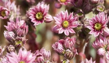 Zum Vergrößern klicken Bildvorschau