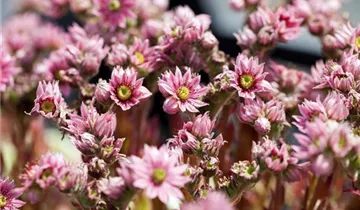 Zum Vergrößern klicken Bildvorschau