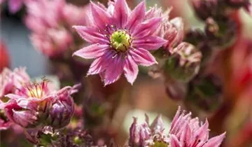 Zum Vergrößern klicken Bildvorschau