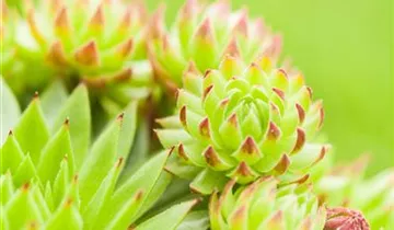 Zum Vergrößern klicken Bildvorschau