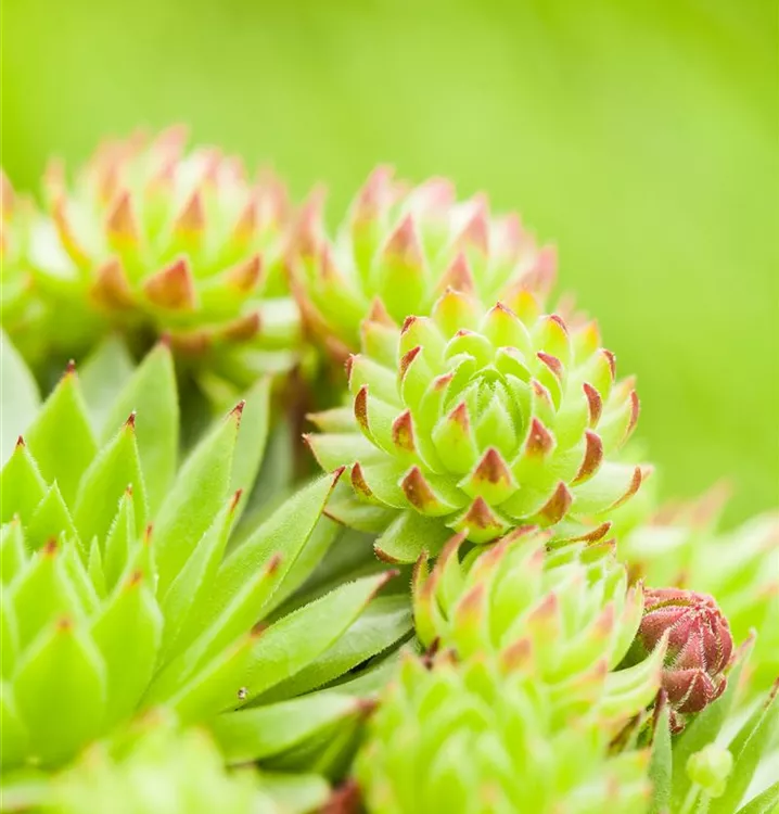 Dach-Hauswurz Dach-Hauswurz