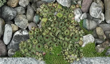 Zum Vergrößern klicken Bildvorschau