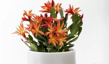 Zum Vergrößern klicken Bildvorschau