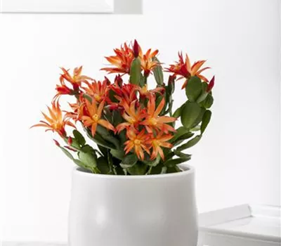 Rhipsalidopsis gaertneri Rhipsalidopsis gaertneri