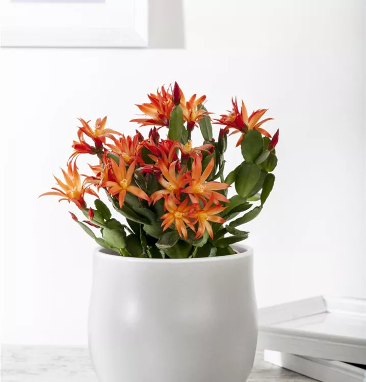 Osterkaktus Osterkaktus