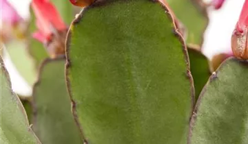 Zum Vergrößern klicken Bildvorschau