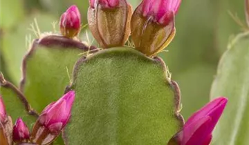 Zum Vergrößern klicken Bildvorschau