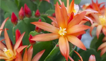 Zum Vergrößern klicken Bildvorschau