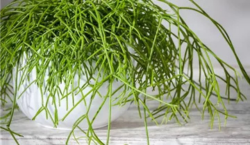 Zum Vergrößern klicken Bildvorschau