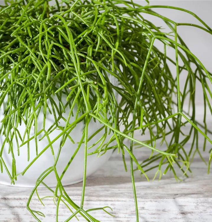 Binsenkaktus Binsenkaktus