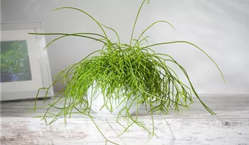 Zum Vergrößern klicken Bildvorschau