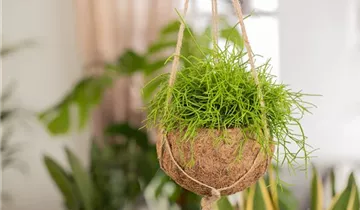 Zum Vergrößern klicken Bildvorschau