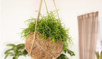 Zum Vergrößern klicken Bildvorschau