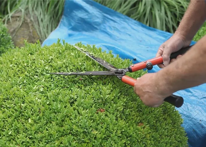 Buchsbaum - Zurückschneiden