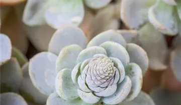 Zum Vergrößern klicken Bildvorschau