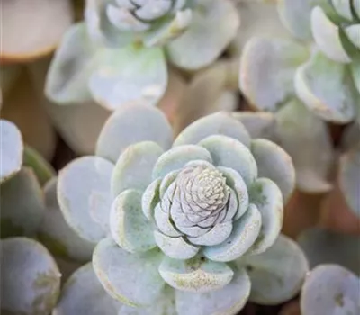 Orostachys iwarenge Orostachys iwarenge