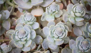 Zum Vergrößern klicken Bildvorschau