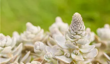 Zum Vergrößern klicken Bildvorschau