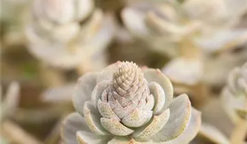 Zum Vergrößern klicken Bildvorschau