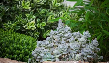 Zum Vergrößern klicken Bildvorschau