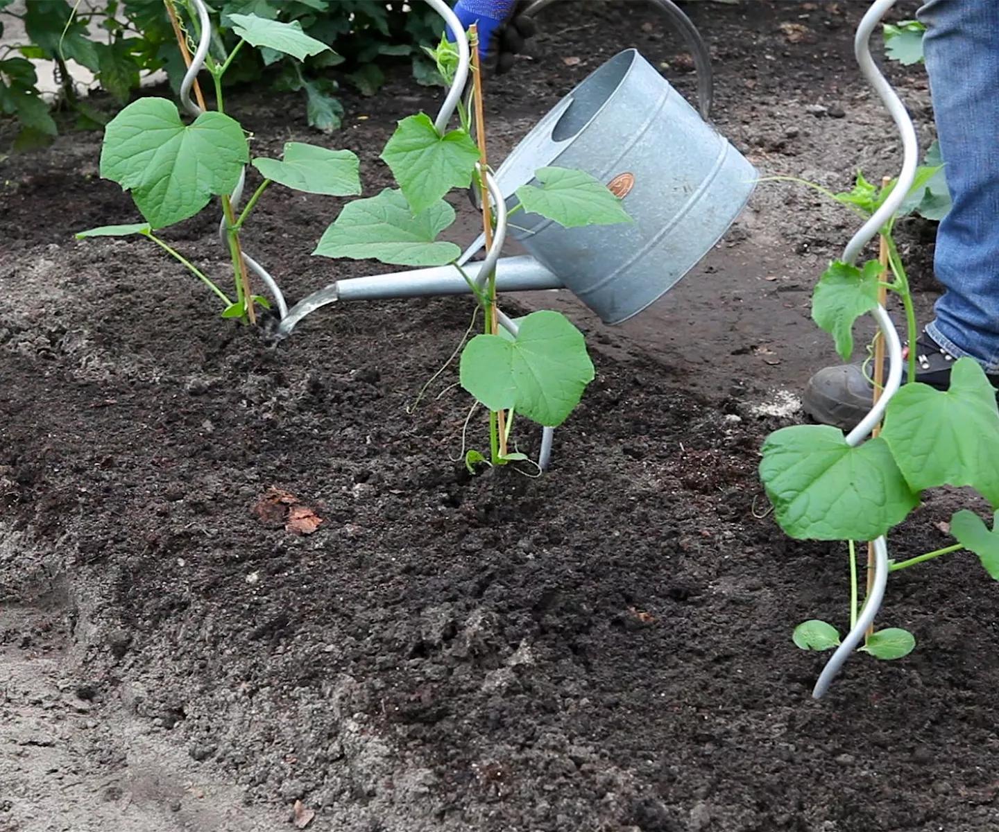 Gurken - Einpflanzen im Gemüsebeet