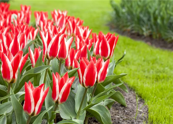 So bekommen Sie einen englischen Rasen