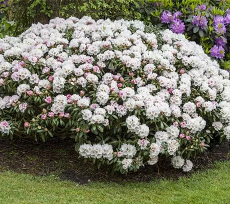 Büsche in Form bringen