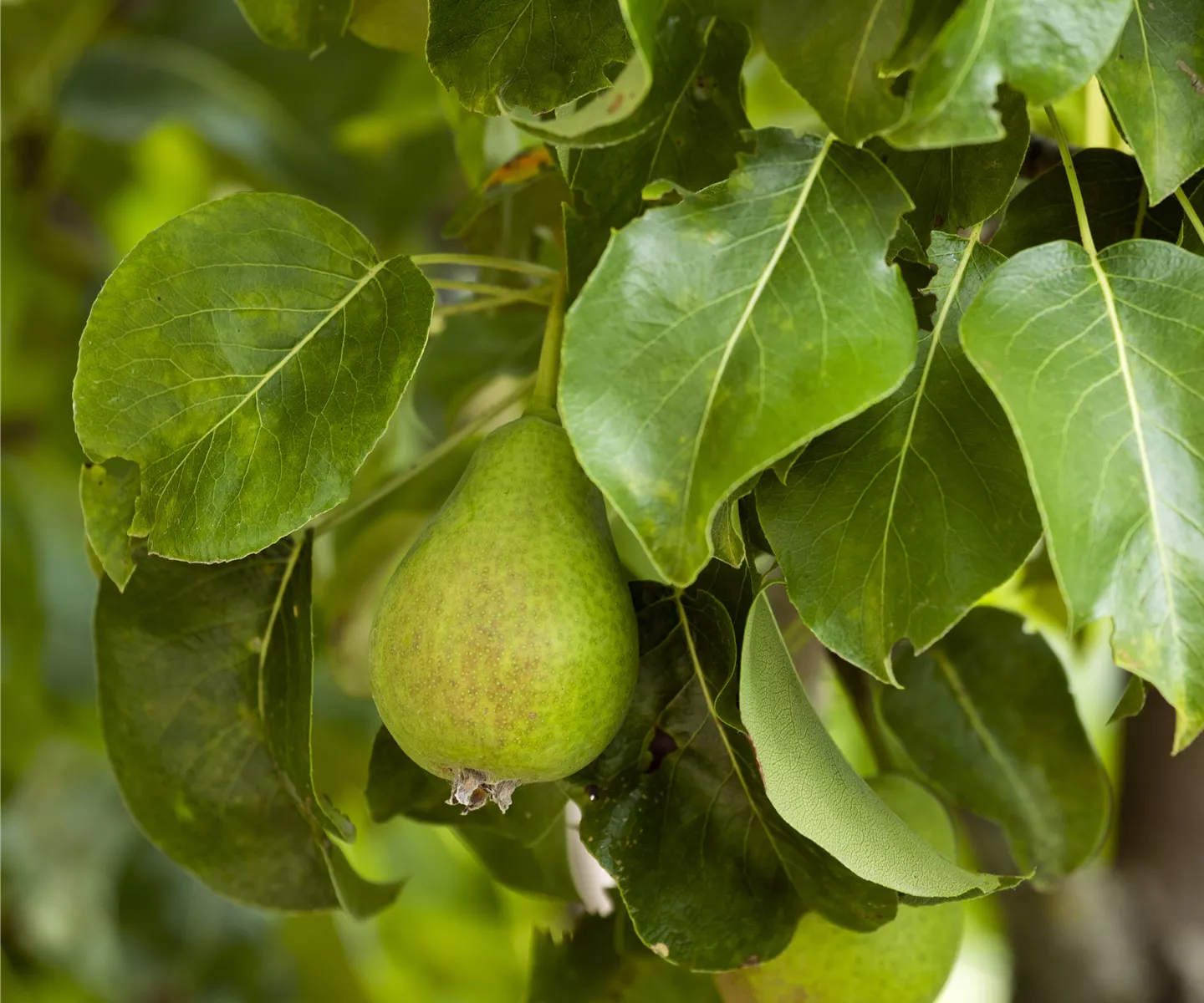 Veredelung von Obstbäumen