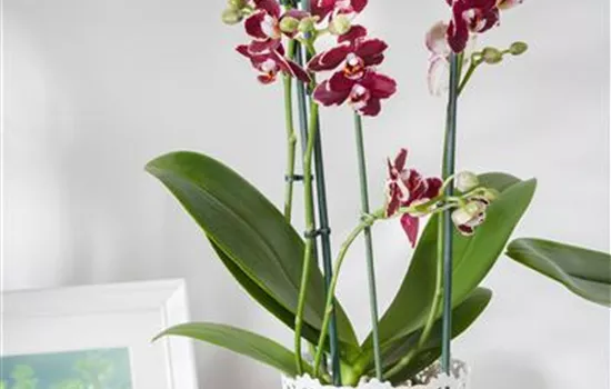 Orchideenwurzeln sind salzempfindlich! Orchideenwurzeln sind salzempfindlich!