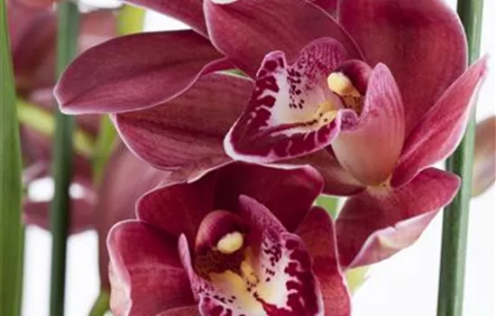 Orchideen als Schnittblume Orchideen als Schnittblume