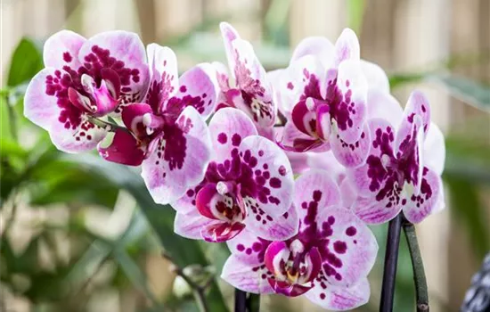 Die Orchideen-Klassiker Die Orchideen-Klassiker