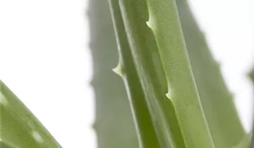 Zum Vergrößern klicken Bildvorschau