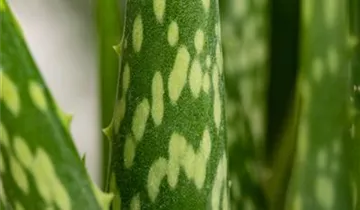 Zum Vergrößern klicken Bildvorschau