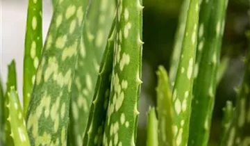 Zum Vergrößern klicken Bildvorschau