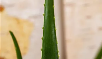 Zum Vergrößern klicken Bildvorschau