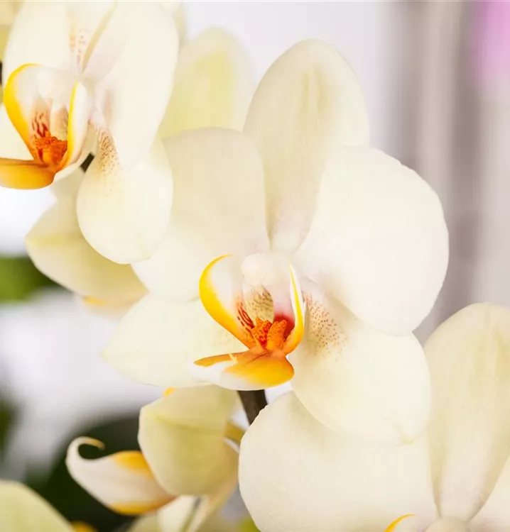 Kleinblumige Schmetterlingsorchidee