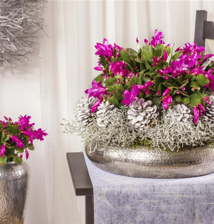 Weihnachtskaktus Weihnachtskaktus