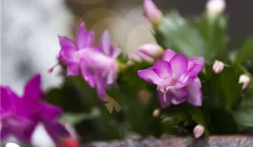 1A Garten Hopp 1A Garten Hopp