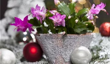 1A Garten Hopp 1A Garten Hopp