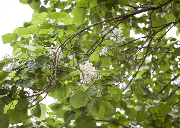 Gartenpflanzen schneiden